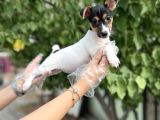 Kısa Bacak Kısa Kuyruk Jack Russel Terrier