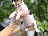 Kısa Bacak Kısa Kuyruk Jack Russel Terrier
