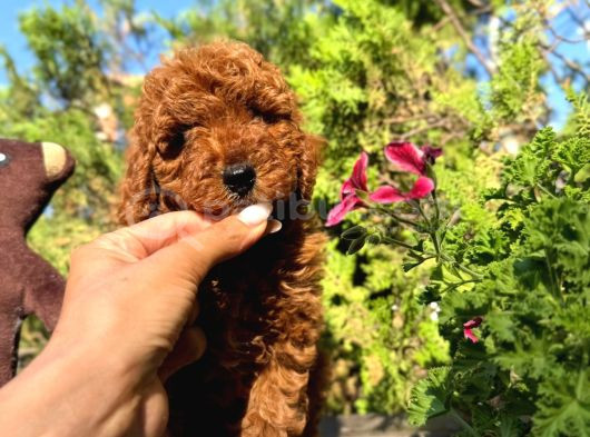 TOY POODLE ANNE ALTINDAN