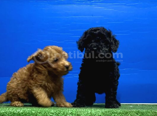 Siyah Inciler Irkının En Güzeli Toy Poodle görsel
