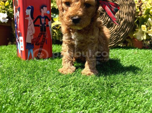 Petmode Köpek Çiftliğinde Ziyarete Açık Kore Maltipoo görsel