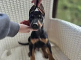 Her Renkten Safkan Doberman Yavrular