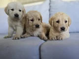Baby Face Golden Yavrularımız