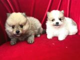 Gülen Surat Pomerian Boo Bebekler