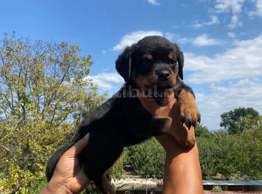 Koca Kafa Rottweiller Yavrular Burkemden görsel