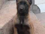 Üst Kalite Belçika Malios