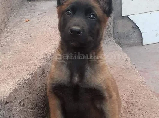 Üst Kalite Belçika Malios görsel