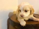 Minik Maltipoo Bebeğimiz