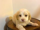 Minik Maltipoo Bebeğimiz
