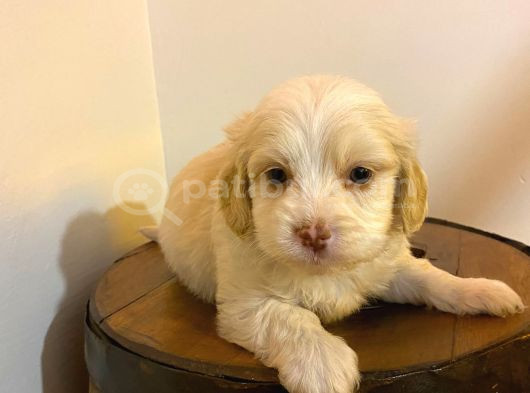 Minik Maltipoo Bebeğimiz