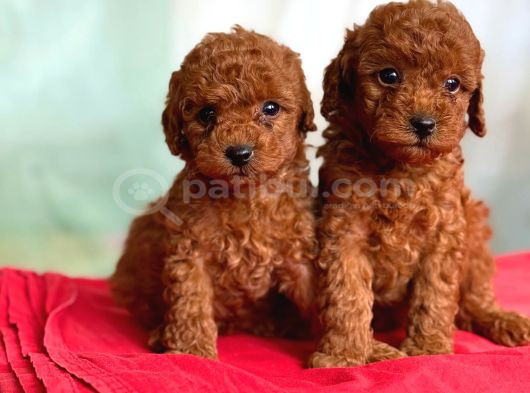 Anne Altından Toy Poodle Yavrularımız görsel