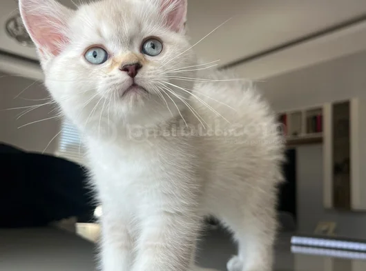 British Shorthair Asil Erkek