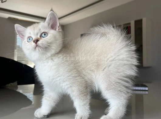 British Shorthair Asil Erkek görsel