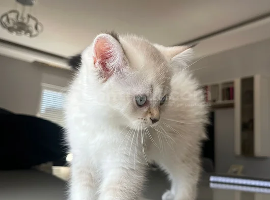 British Shorthair Asil Erkek görsel