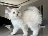 British Shorthair Asil Erkek