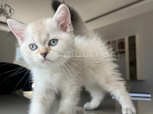 British Shorthair Asil Erkek görsel