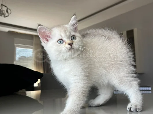 British Shorthair Asil Erkek görsel