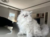 British Longhair Yakışıklı Afacan
