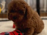 Minik Poodle Yavrularımız