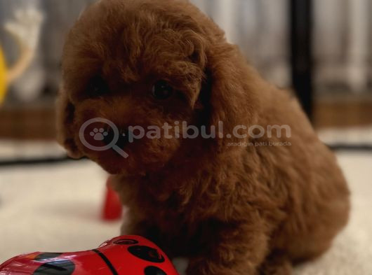 Minik Poodle Yavrularımız görsel