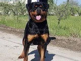 Koca Kafa Rottweiller Yavrular Burkemden