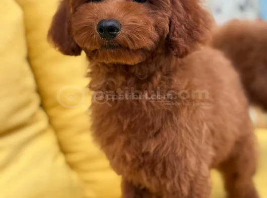 Toypoddle Yavrularımız görsel