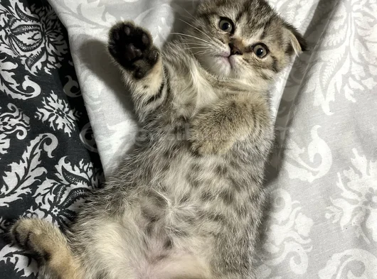 2 Aylık Scottish Fold Dişi