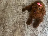 Toy Poodle Orjinal Ev Ortamında