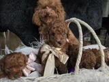 Toy poodle yavrularımız