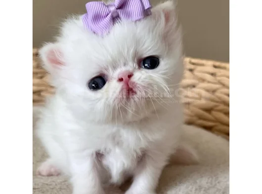 Fiyonklu Güzellik Exotik Shorthair Yavrumuz görsel