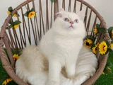 Safkan British Longhair Golden Ve Silver Yavrular Hazir