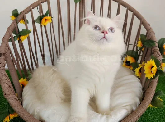 Safkan British Longhair Golden Ve Silver Yavrular Hazir