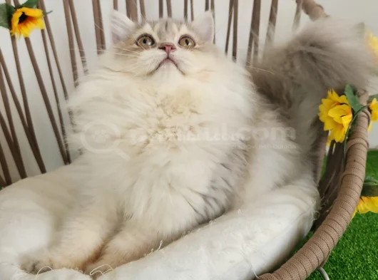 Safkan British Longhair Golden Ve Silver Yavrular Hazir görsel