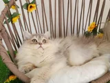 Safkan British Longhair Golden Ve Silver Yavrular Hazir