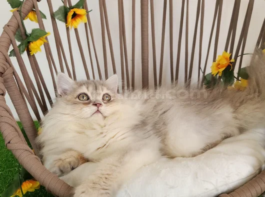 Safkan British Longhair Golden Ve Silver Yavrular Hazir görsel