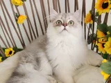 Safkan British Longhair Golden Ve Silver Yavrular Hazir