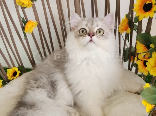 Safkan British Longhair Golden Ve Silver Yavrular Hazir görsel