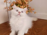 Safkan British Longhair Golden Ve Goldenpoint Yavrular Hazir