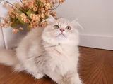 Safkan British Longhair Golden Ve Goldenpoint Yavrular Hazir