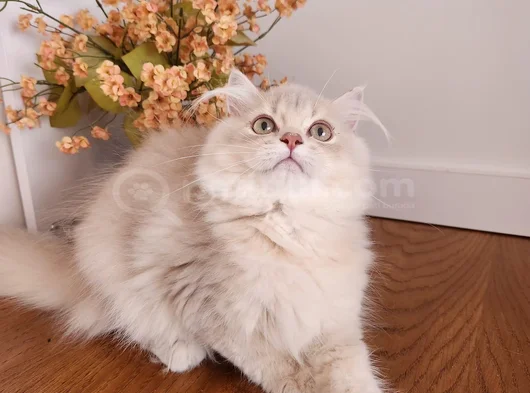 Safkan British Longhair Golden Ve Goldenpoint Yavrular Hazir görsel