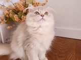 Safkan British Longhair Golden Ve Goldenpoint Yavrular Hazir