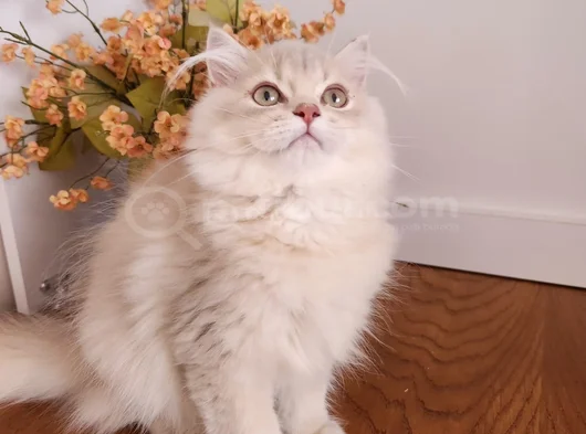 Safkan British Longhair Golden Ve Goldenpoint Yavrular Hazir