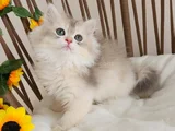 Safkan British Longhair Golden Ve Goldenpoint Yavrular Hazir