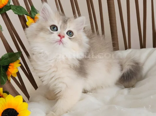 Safkan British Longhair Golden Ve Goldenpoint Yavrular Hazir görsel