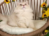 Safkan British Longhair Golden Ve Goldenpoint Yavrular Hazir