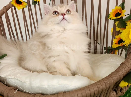 Safkan British Longhair Golden Ve Goldenpoint Yavrular Hazir görsel