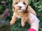 A Kalite Maltipoo Yavrularımız