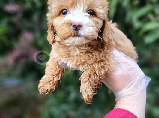 A Kalite Maltipoo Yavrularımız görsel
