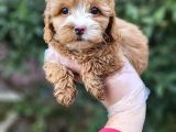 A Kalite Maltipoo Yavrularımız