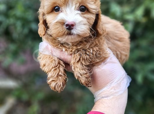 A Kalite Maltipoo Yavrularımız görsel
